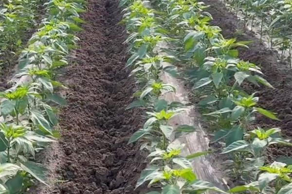 大棚辣椒的种植技术，播种后盖约0.5厘米的营养土