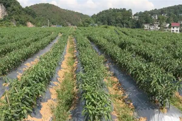 大棚辣椒的种植技术，播种后盖约0.5厘米的营养土