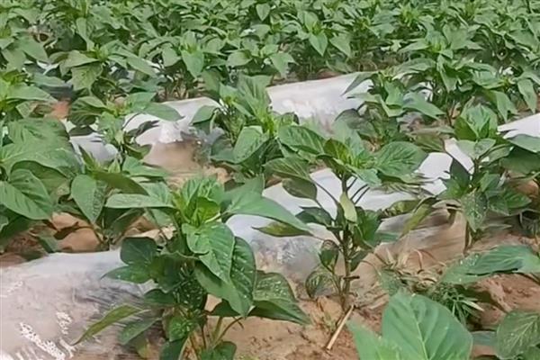 大棚辣椒的种植技术，播种后盖约0.5厘米的营养土