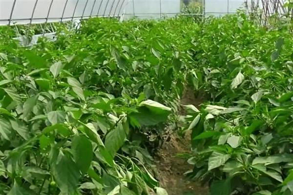 大棚辣椒的种植技术，播种后盖约0.5厘米的营养土