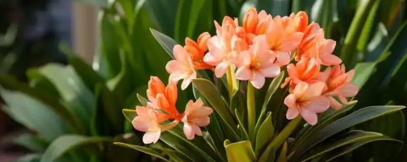 冬季怎么养殖君子兰，每隔20天左右浇一次水