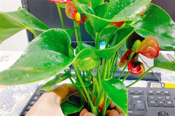 红掌能用淘米水浇吗，是可以用淘米水浇的