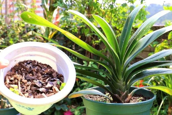 冬季怎么养殖君子兰，每隔20天左右浇一次水