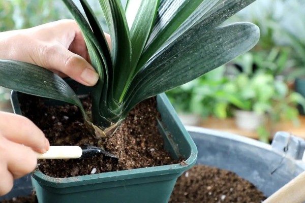 冬季怎么养殖君子兰，每隔20天左右浇一次水