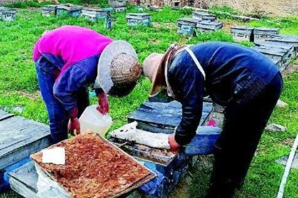 蜜蜂奖励饲喂的方法，一般多在早春或秋季饲喂