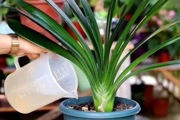 冬季怎么养殖君子兰，每隔20天左右浇一次水