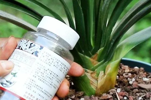 冬季怎么养殖君子兰，每隔20天左右浇一次水