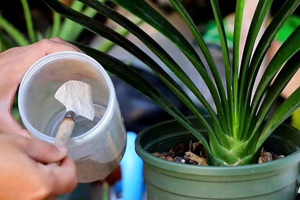 冬季怎么养殖君子兰，每隔20天左右浇一次水