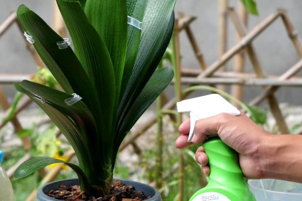 冬季怎么养殖君子兰，每隔20天左右浇一次水