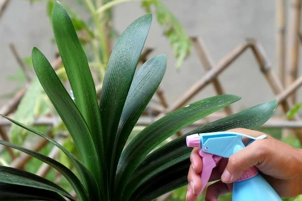 冬季怎么养殖君子兰，每隔20天左右浇一次水