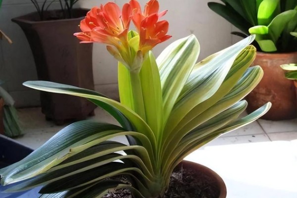 冬季怎么养殖君子兰，每隔20天左右浇一次水