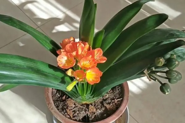 冬季怎么养殖君子兰，每隔20天左右浇一次水