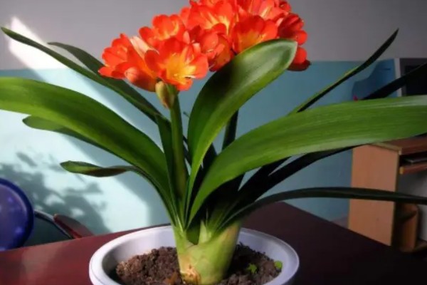 冬季怎么养殖君子兰，每隔20天左右浇一次水