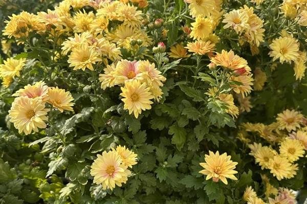 重阳节各地都有哪些习俗，南北各异