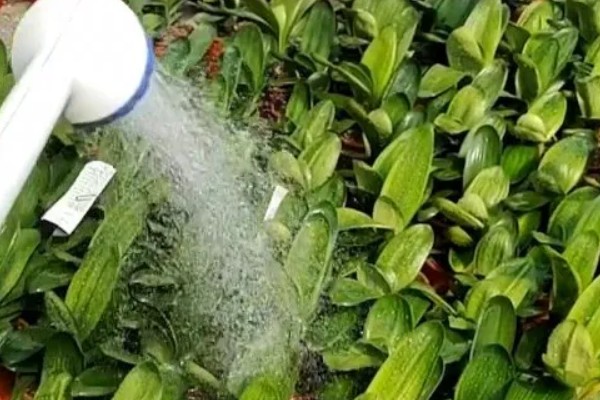 冬季怎么养殖君子兰，每隔20天左右浇一次水