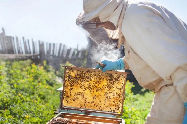 蜜蜂奖励饲喂的方法，一般多在早春或秋季饲喂