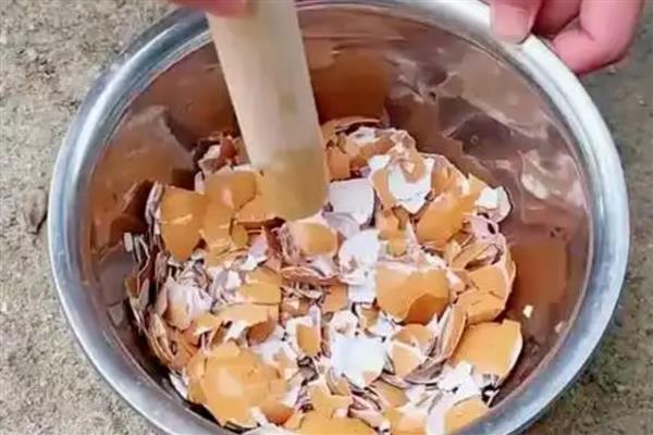鸡蛋壳怎么做成肥料，可以碾碎或发酵
