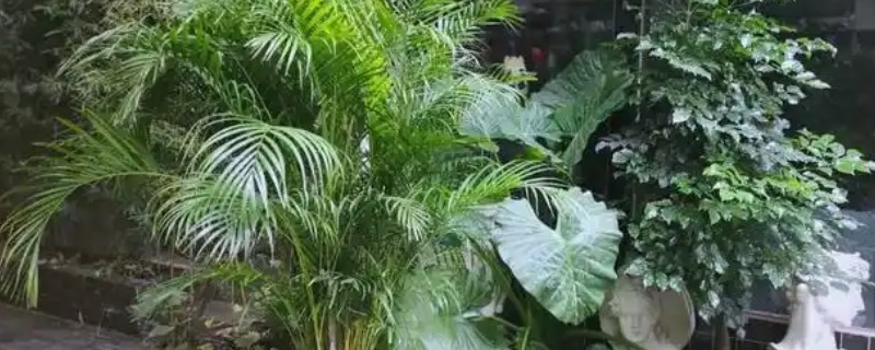 散尾葵的养殖方法，1-2周施一次腐熟液肥或复合肥