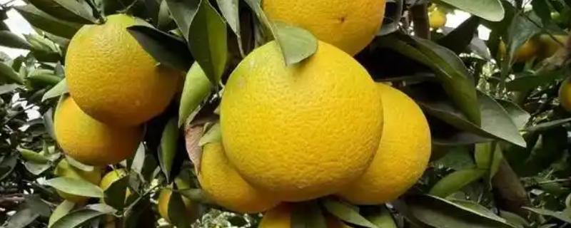 褚橙如何种植，最佳定植时间在9月份左右