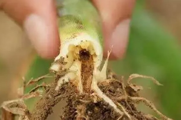玉米种植中后期的管理技术，放秋垄在玉米灌浆后期进行