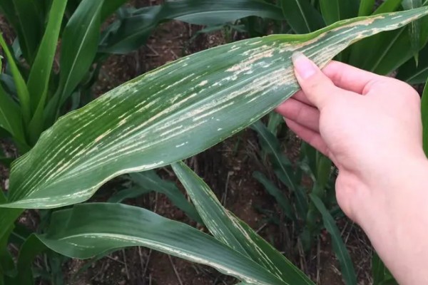 玉米种植中后期的管理技术，放秋垄在玉米灌浆后期进行
