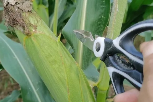 玉米种植中后期的管理技术，放秋垄在玉米灌浆后期进行