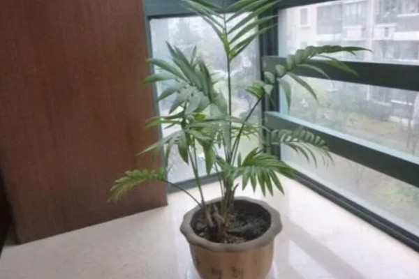 散尾葵的养殖方法，1-2周施一次腐熟液肥或复合肥