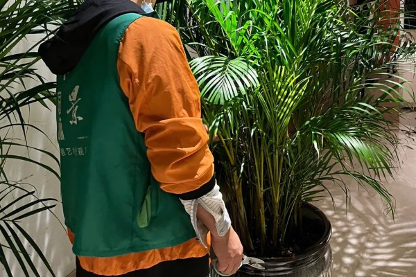 散尾葵的养殖方法，1-2周施一次腐熟液肥或复合肥
