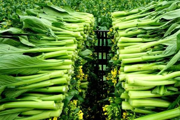 菜心的种植技术，长出4-5片叶子后即可定植