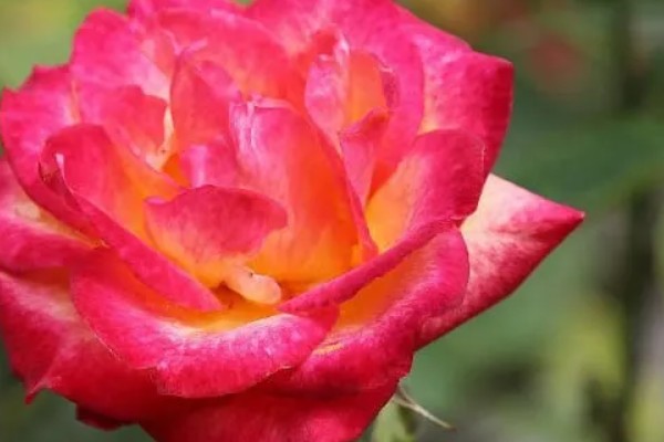 红黄玫瑰的花语，寓意炽热的爱、坚贞不渝等