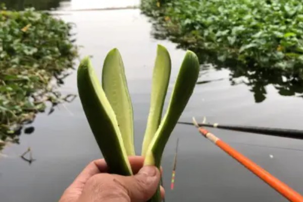 晚上钓草鱼是浮钓还是底钓，天气比较好的话建议钓浮