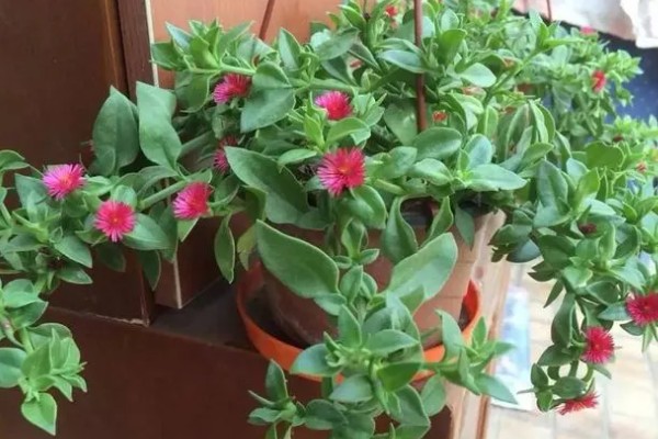 如何家养牡丹吊兰，要遵循见干见湿的浇水原则
