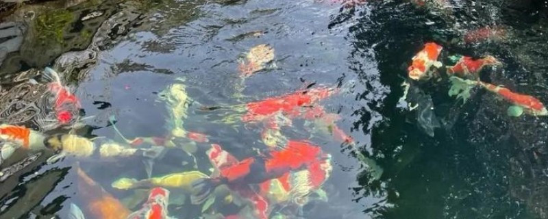 锦鲤池用什么滤材，最好选择用玻璃环
