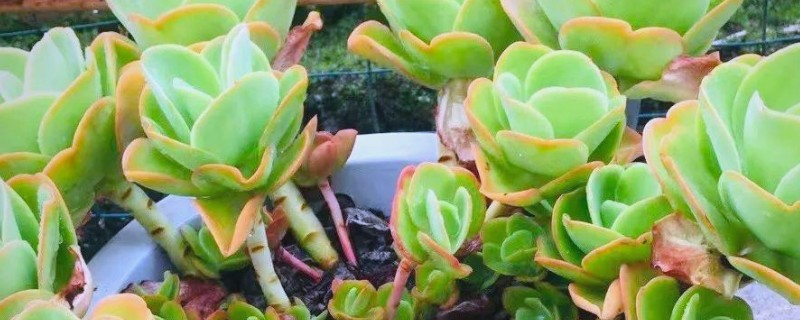 能否用沙子养殖多肉植物，使用纯沙要注意及时补水