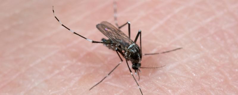 一只蚊子的寿命，可以存活3-100天左右