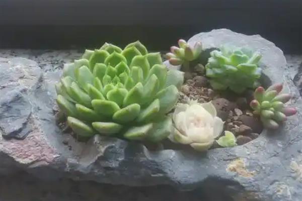 能否用沙子养殖多肉植物，使用纯沙要注意及时补水