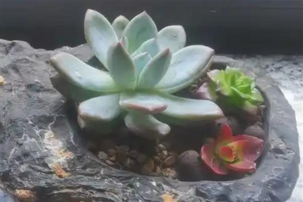 能否用沙子养殖多肉植物，使用纯沙要注意及时补水