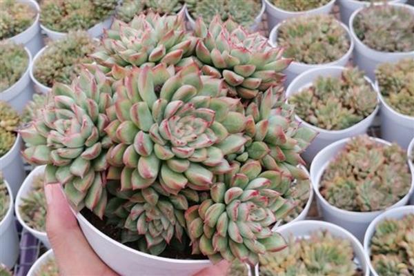 能否用沙子养殖多肉植物，使用纯沙要注意及时补水