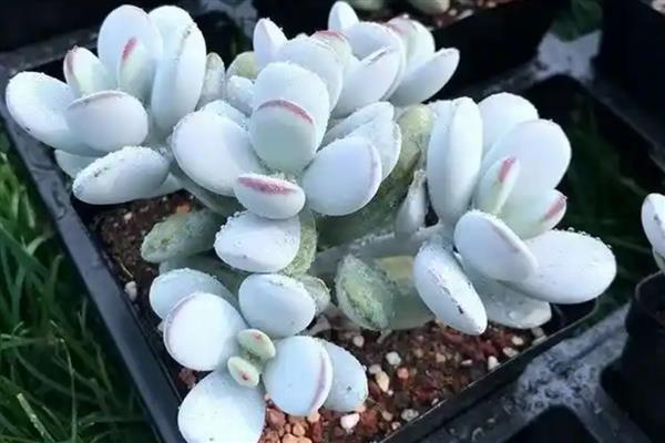 能否用沙子养殖多肉植物，使用纯沙要注意及时补水