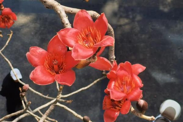 木棉花的颜色，颜色为红色