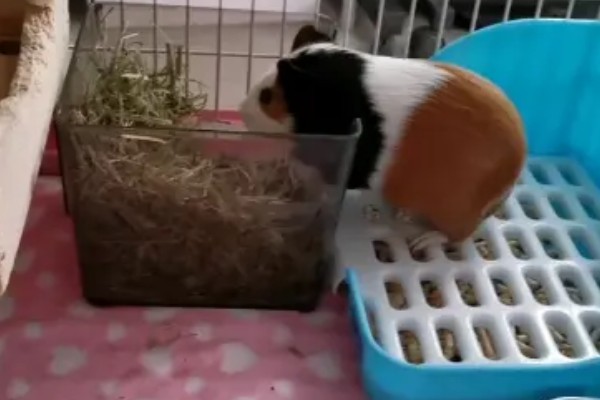 荷兰猪尿液颜色能看出什么问题，白色是由于钙质过剩引起的