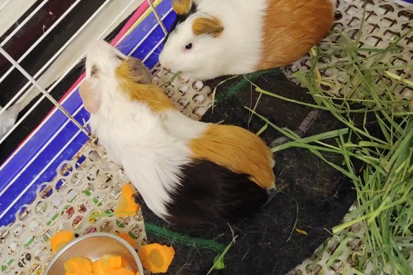 荷兰猪尿液颜色能看出什么问题，白色是由于钙质过剩引起的