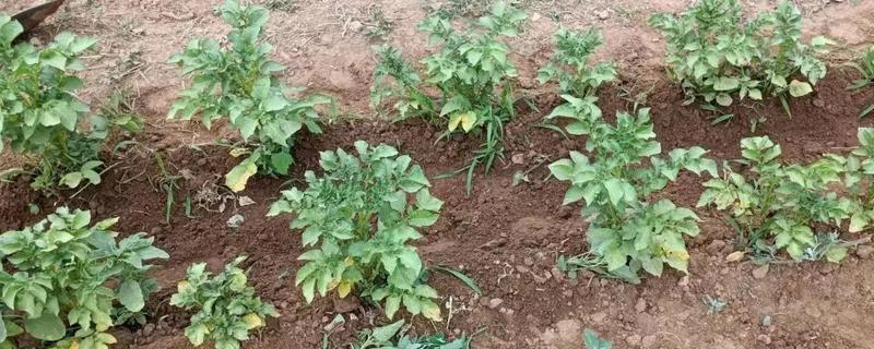 土豆的正确浇水方法，出苗前不追肥浇水