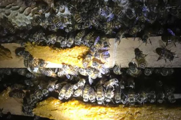 合并蜂群几天能恢复正常，直接合并1-2天就能恢复