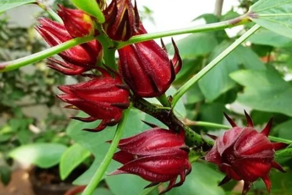 迷你火龙果的品种介绍，是指玫瑰茄