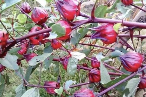 迷你火龙果的品种介绍，是指玫瑰茄