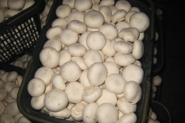 双孢菇是不是口蘑，双孢菇是口蘑