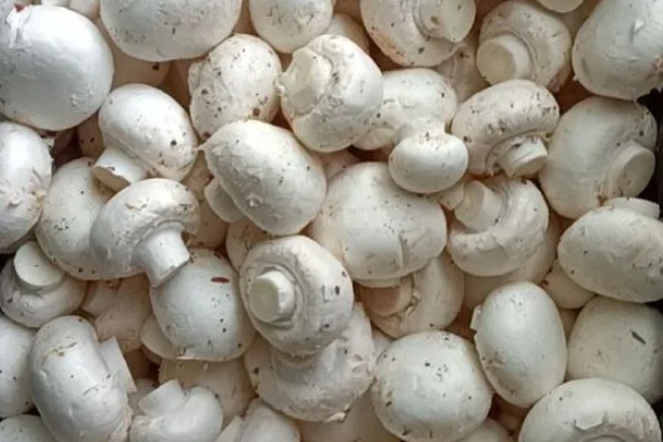 双孢菇是不是口蘑，双孢菇是口蘑