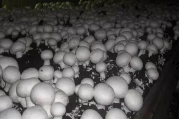 双孢菇是不是口蘑，双孢菇是口蘑
