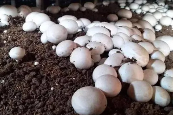 双孢菇是不是口蘑，双孢菇是口蘑